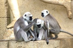 monkey2