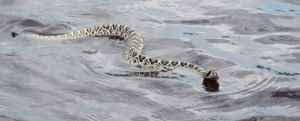 snake
