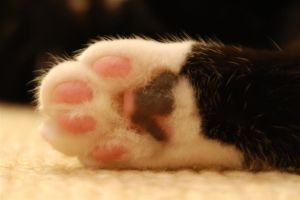 paw
