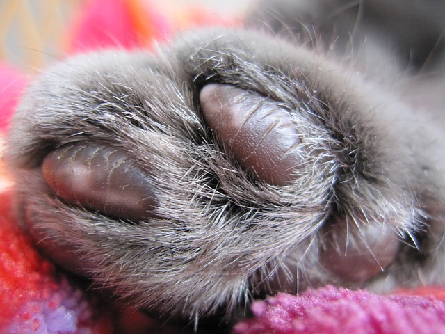 paw1