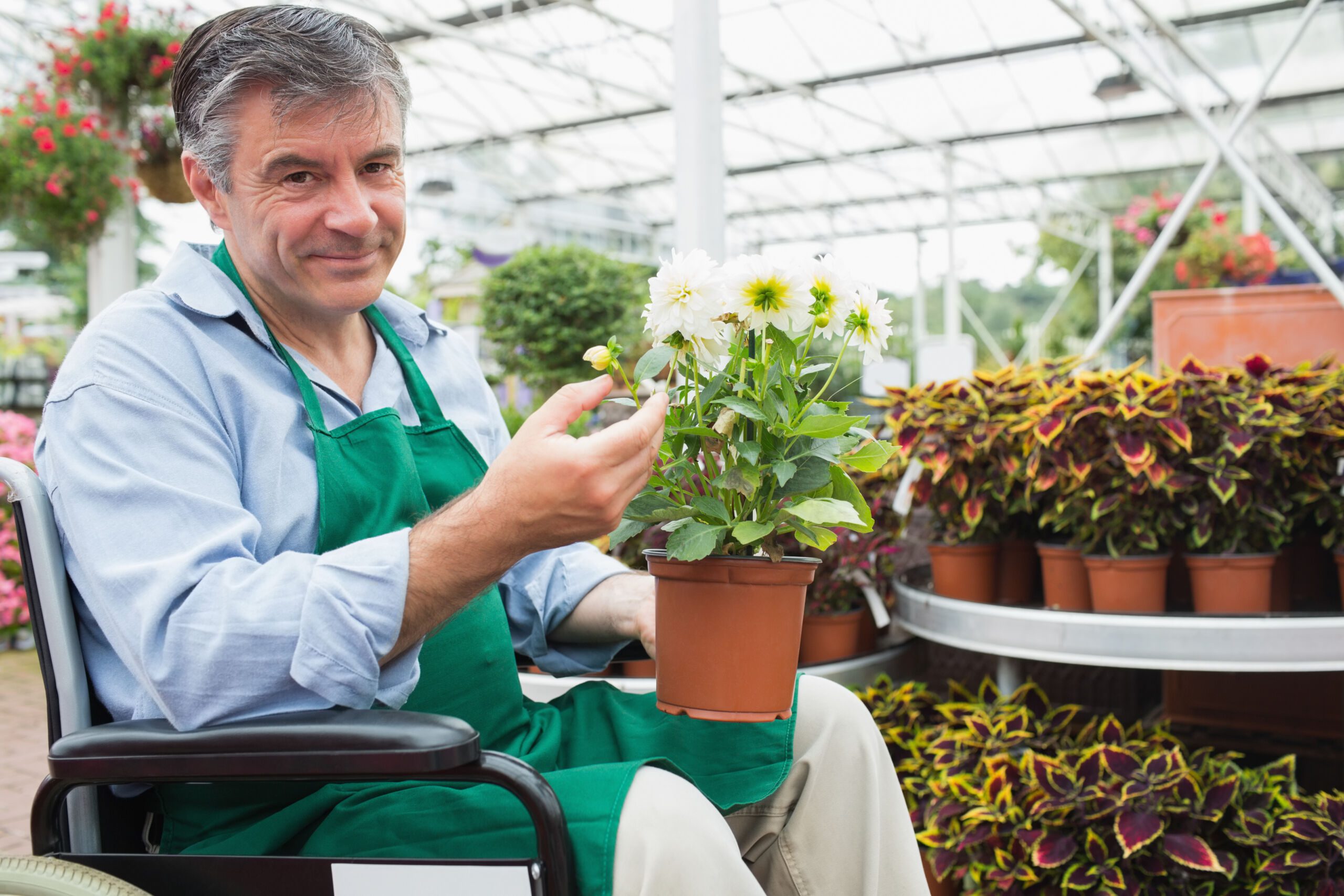 Gardne center worker in a wheelchair holding a flower pot in a greenhouse