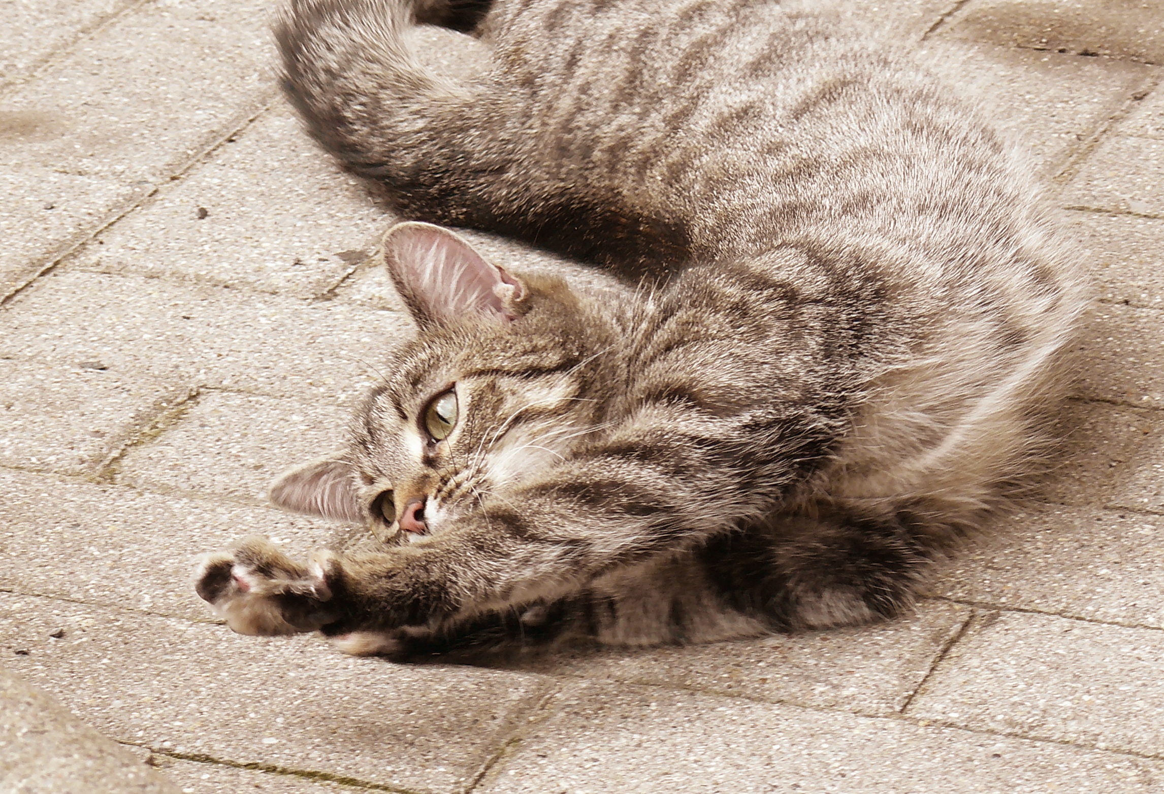Stretching_cat
